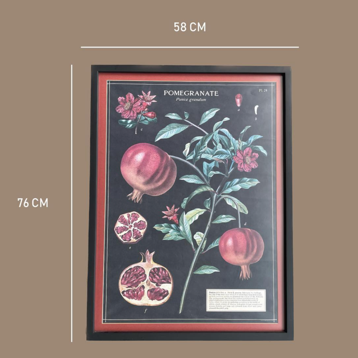 POMEGRANTE PUNICA GRANATUM