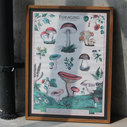 Cavallini Foraging Mushrooms Framed Poster