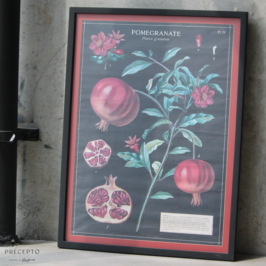 POMEGRANTE PUNICA GRANATUM